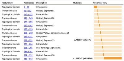 KCNQ2-Related Neonatal Epilepsy Treated With Vitamin B6: A Report of Two Cases and Literature Review